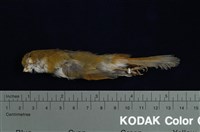 藏品(黃羽鸚嘴)的圖片